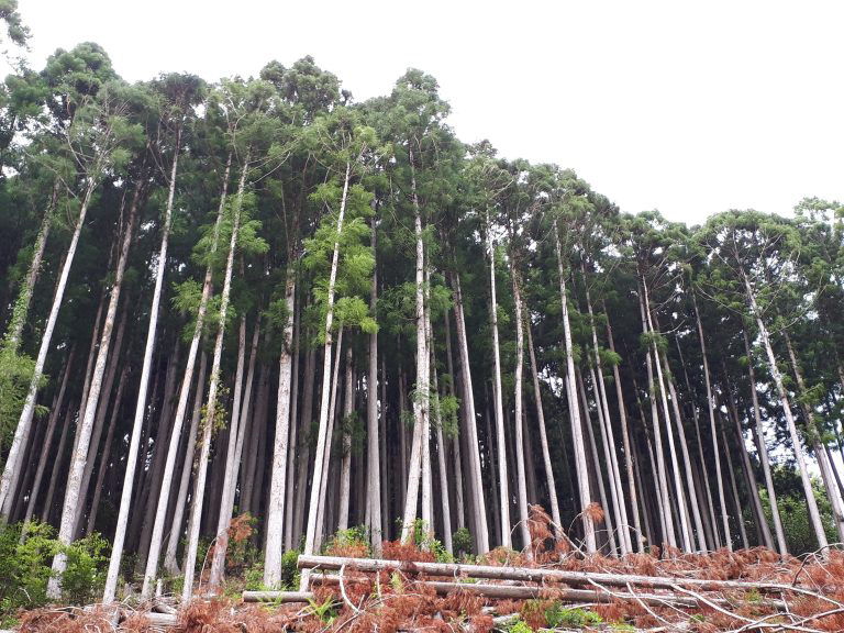 山の木は悲鳴を上げています