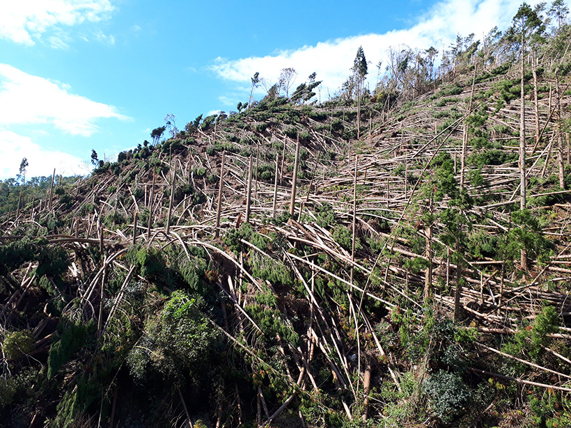 台風２１号で高槻の山林は壊滅的なことに　森林環境譲与税で対策を！